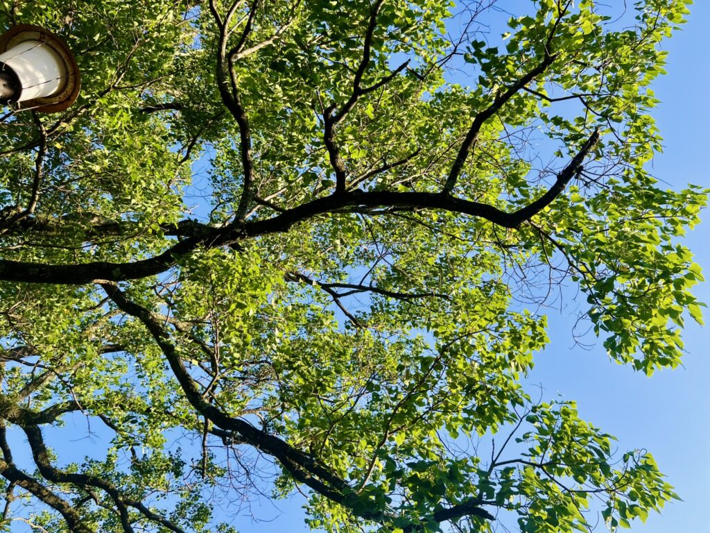 昼下がりの公園